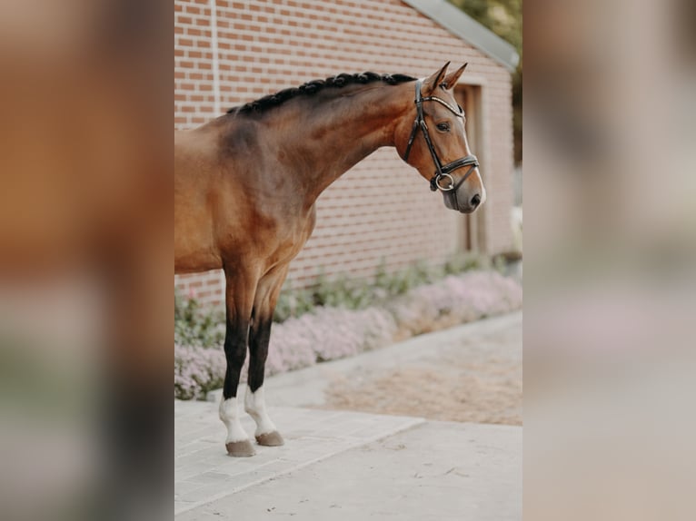 KWPN Hongre 4 Ans 162 cm Bai in Ranst
