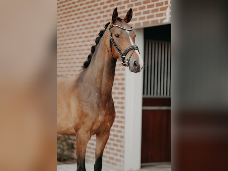 KWPN Hongre 4 Ans 162 cm Bai in Ranst