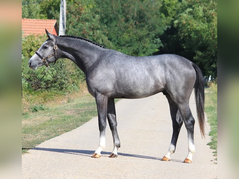 KWPN Hongre 4 Ans 162 cm Gris in Noville