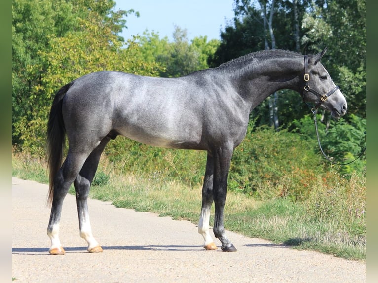 KWPN Hongre 4 Ans 162 cm Gris in Noville