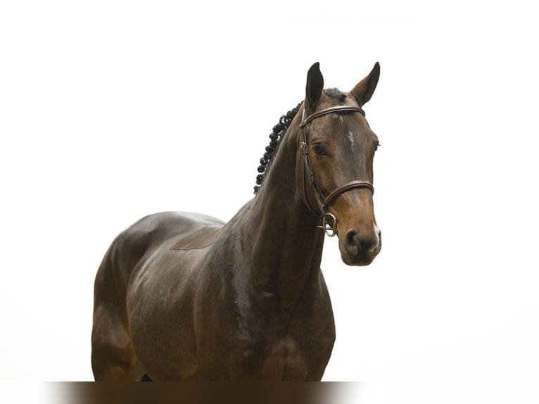 KWPN Hongre 4 Ans 163 cm in Waddinxveen