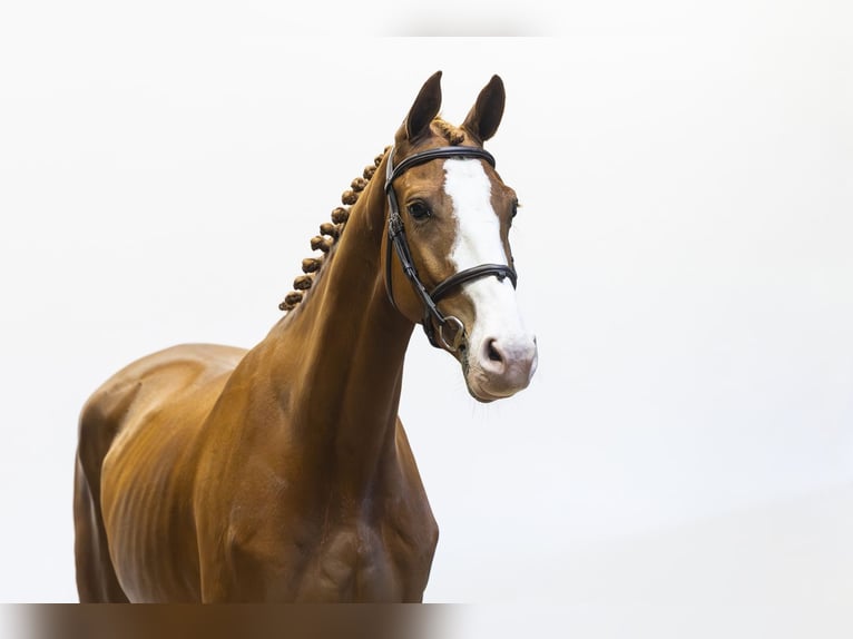 KWPN Hongre 4 Ans 163 cm  in Waddinxveen