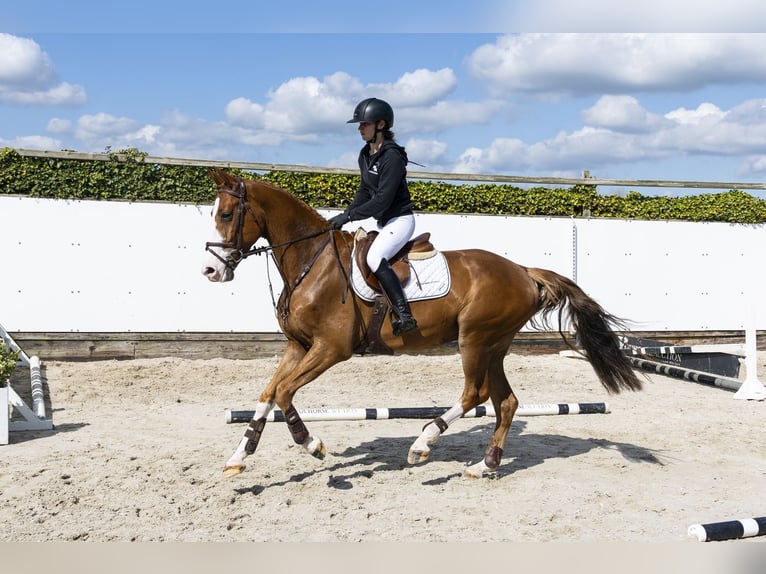 KWPN Hongre 4 Ans 163 cm  in Waddinxveen