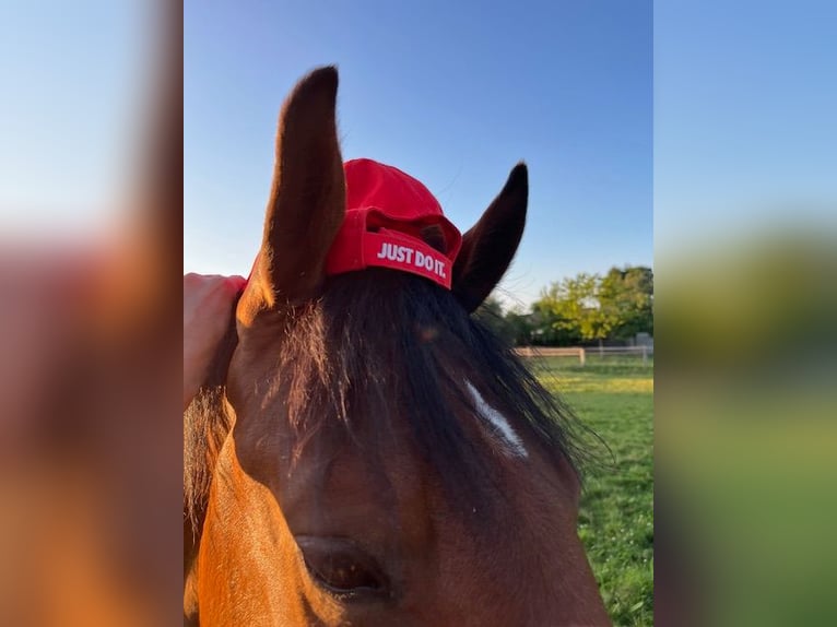 KWPN Hongre 4 Ans 164 cm Bai in Bad Driburg