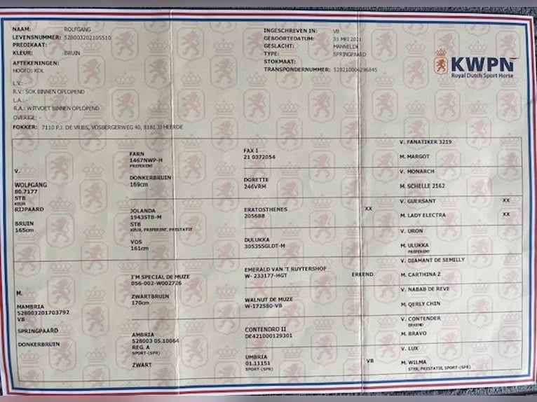 KWPN Hongre 4 Ans 164 cm Bai in Bad Driburg
