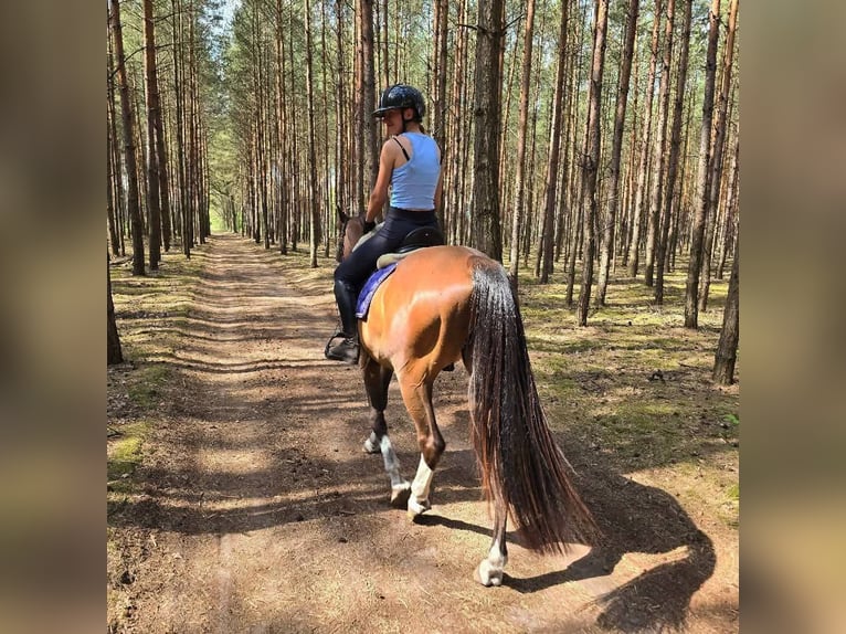 KWPN Hongre 4 Ans 164 cm Bai cerise in Nowa R&#xF3;&#x17C;a