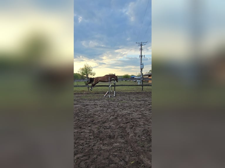 KWPN Hongre 4 Ans 164 cm Bai cerise in Nowa R&#xF3;&#x17C;a