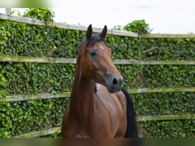 KWPN Hongre 4 Ans 164 cm Bai in Waddinxveen