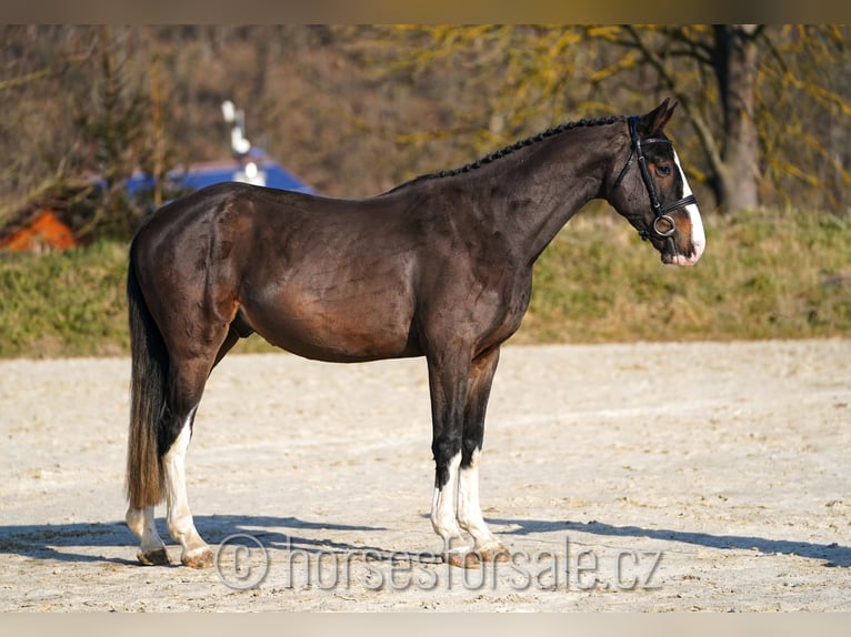 KWPN Hongre 4 Ans 164 cm Bai in Ceske Budejovice