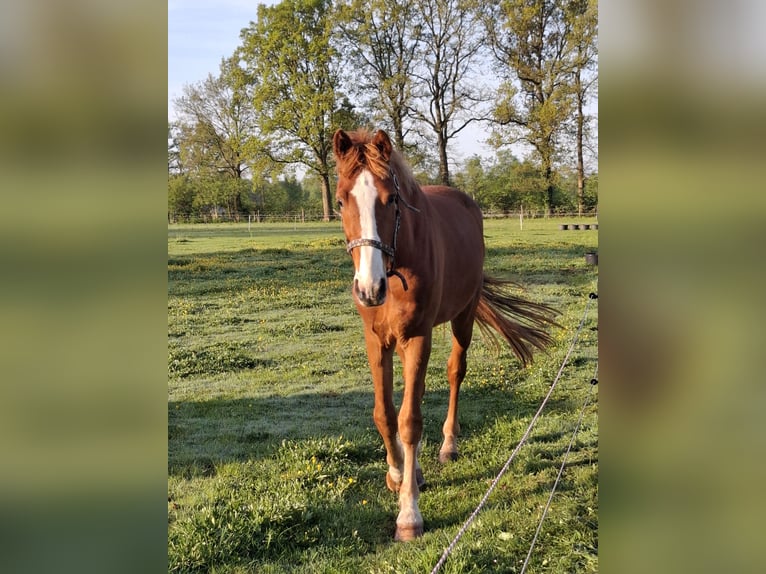 KWPN Hongre 4 Ans 165 cm Alezan in Epe