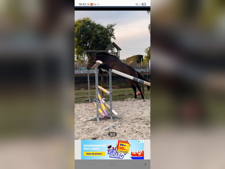 KWPN Hongre 4 Ans 165 cm Bai brun in Lommel