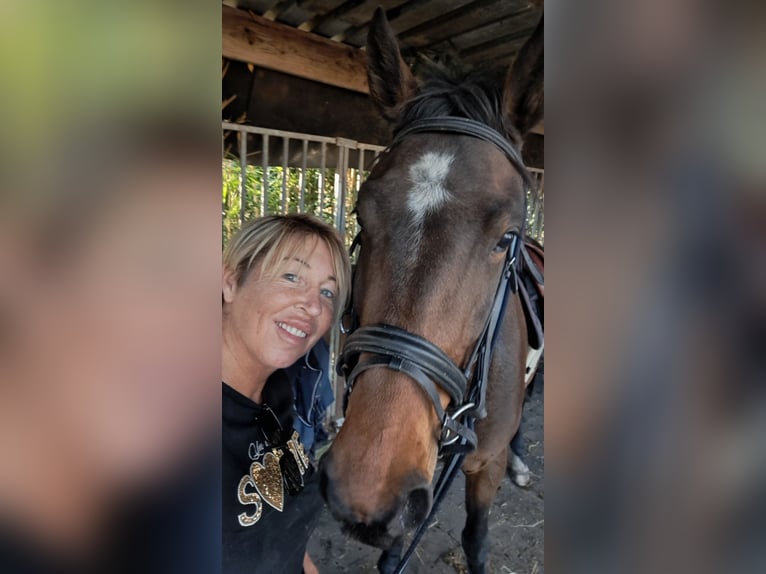KWPN Hongre 4 Ans 165 cm Bai brun in Lommel