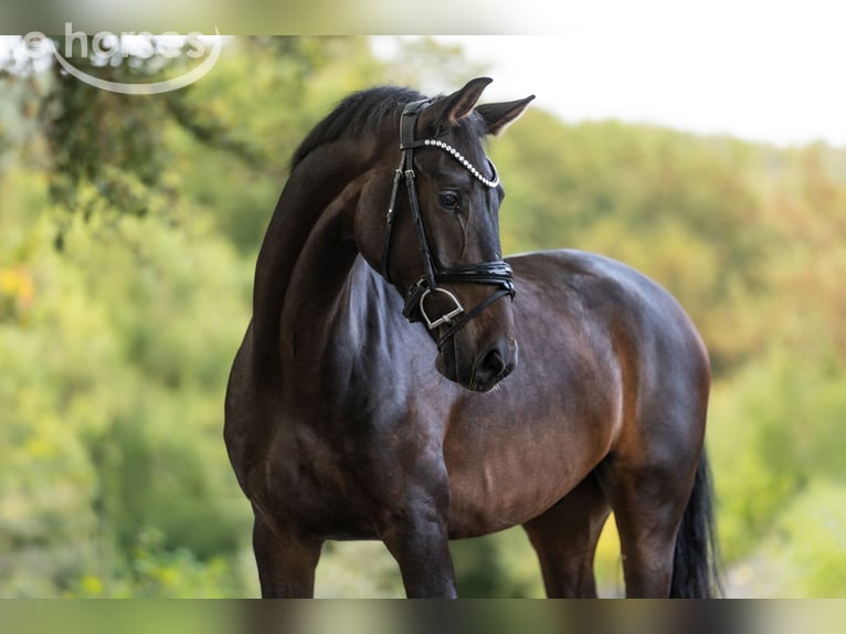 KWPN Hongre 4 Ans 165 cm Bai brun in Windhagen