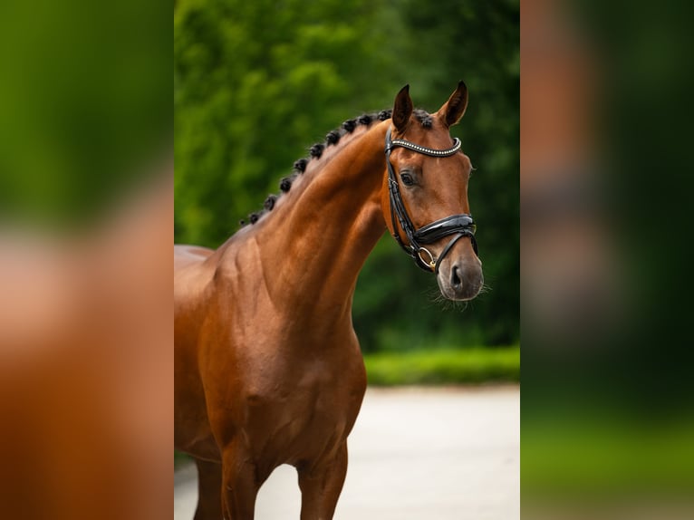 KWPN Hongre 4 Ans 165 cm Bai cerise in Mol