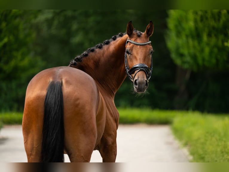 KWPN Hongre 4 Ans 165 cm Bai cerise in Mol