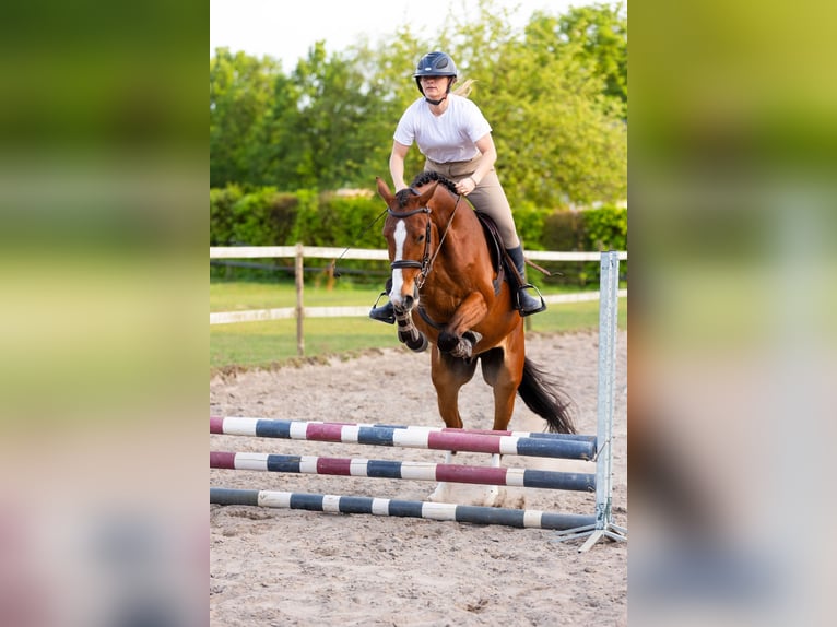 KWPN Hongre 4 Ans 165 cm Bai in Luyksgestel