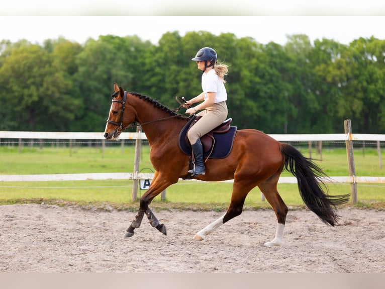 KWPN Hongre 4 Ans 165 cm Bai in Luyksgestel