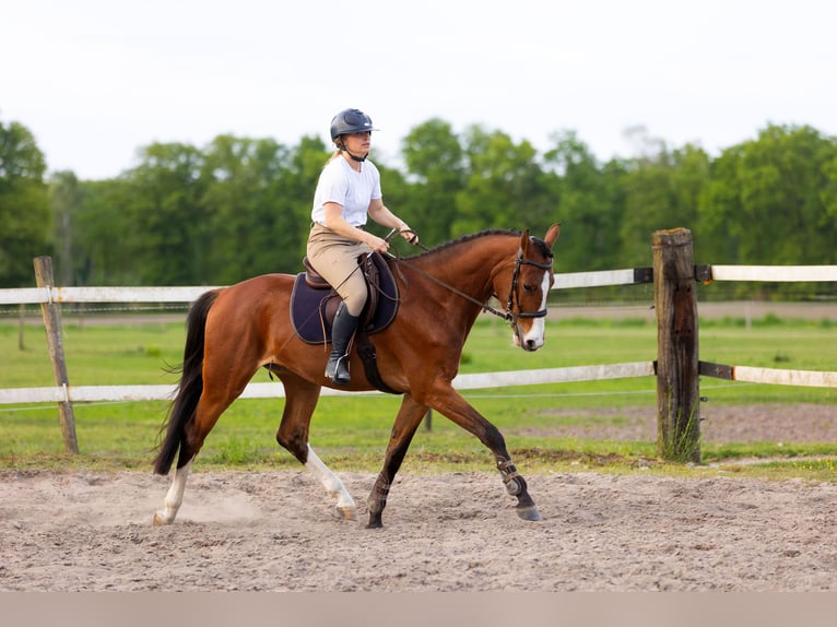 KWPN Hongre 4 Ans 165 cm Bai in Luyksgestel