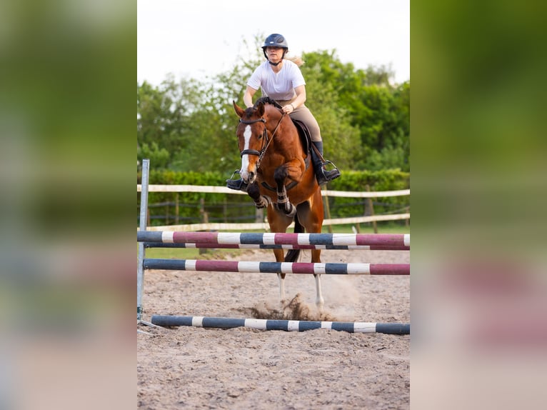 KWPN Hongre 4 Ans 165 cm Bai in Luyksgestel
