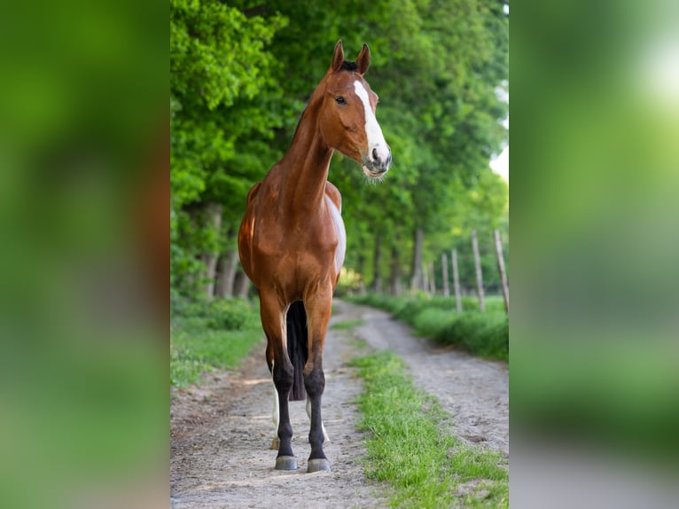 KWPN Hongre 4 Ans 165 cm Bai in Luyksgestel