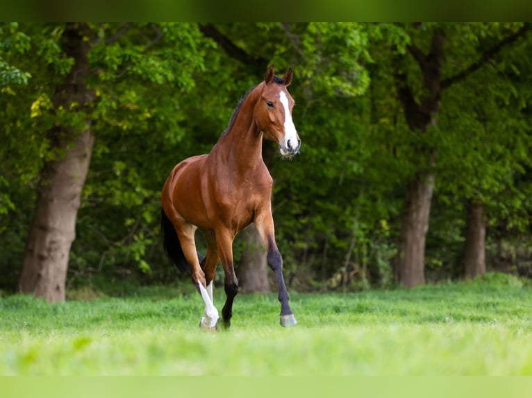 KWPN Hongre 4 Ans 165 cm Bai in Luyksgestel