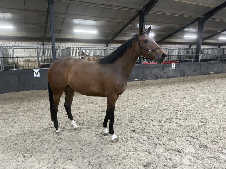 KWPN Hongre 4 Ans 165 cm Bai in Uden