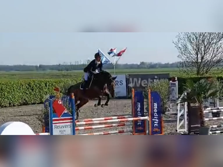 KWPN Hongre 4 Ans 165 cm Bai in Uden