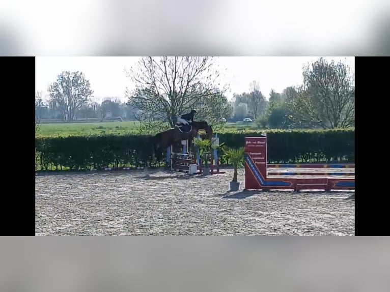 KWPN Hongre 4 Ans 165 cm Bai in Uden