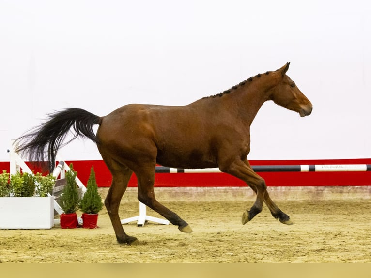 KWPN Hongre 4 Ans 165 cm Bai in Waddinxveen