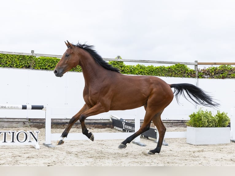 KWPN Hongre 4 Ans 165 cm Bai in Waddinxveen