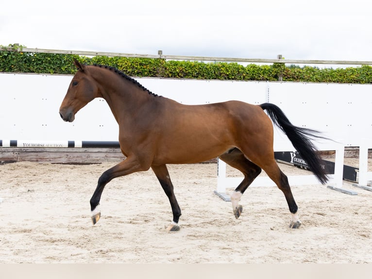 KWPN Hongre 4 Ans 165 cm Bai in Waddinxveen