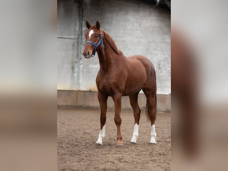 KWPN Hongre 4 Ans 165 cm Bai clair in Peer