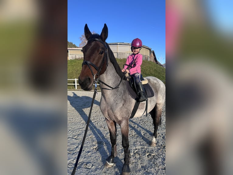 KWPN Hongre 4 Ans 165 cm in Schladming