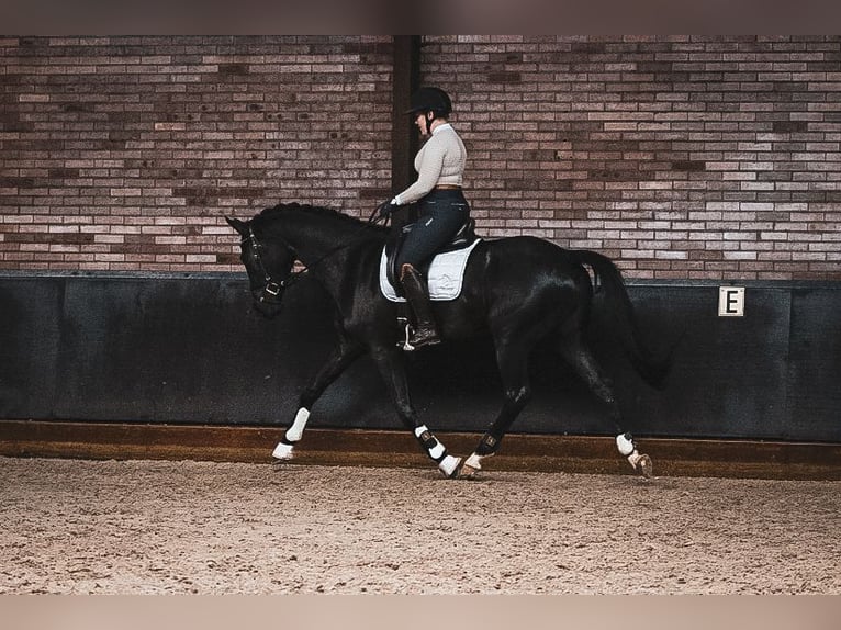 KWPN Hongre 4 Ans 165 cm Noir in Helenaveen