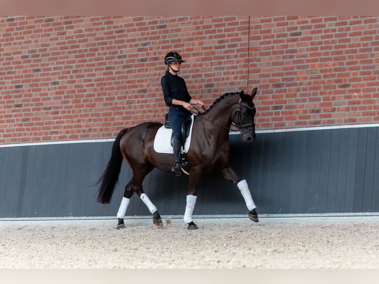 KWPN Hongre 4 Ans 165 cm Noir in Schaijk