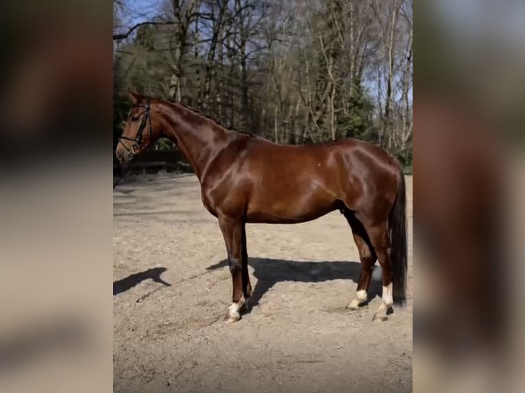 KWPN Hongre 4 Ans 166 cm Alezan in Bilthoven