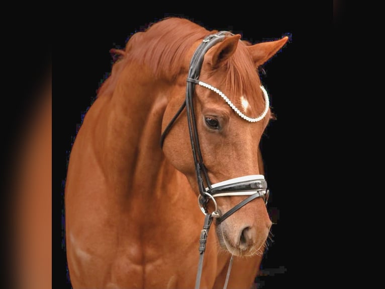 KWPN Hongre 4 Ans 166 cm Alezan in Neuss