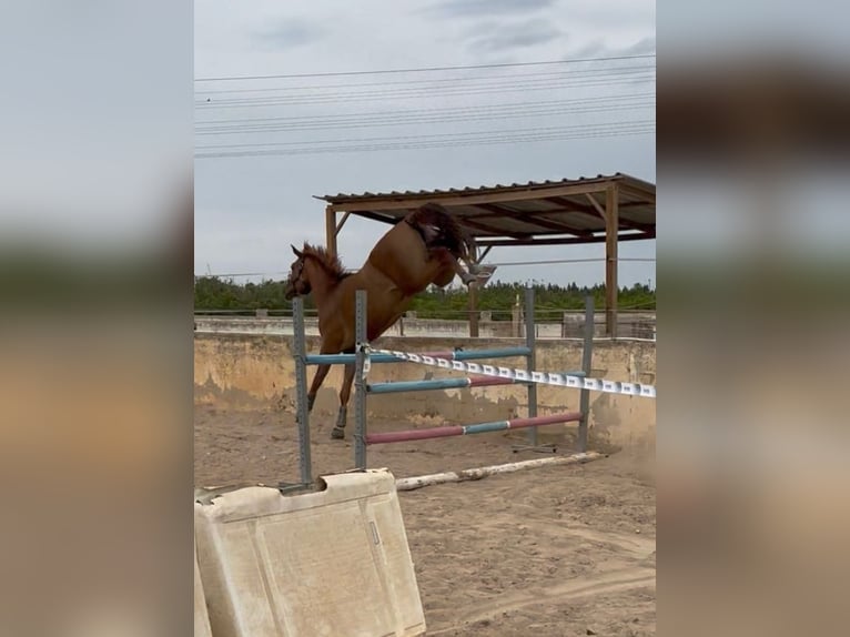 KWPN Croisé Hongre 4 Ans 166 cm Alezan in Els Poblets