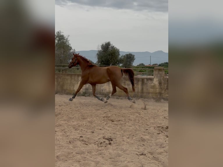 KWPN Croisé Hongre 4 Ans 166 cm Alezan in Els Poblets