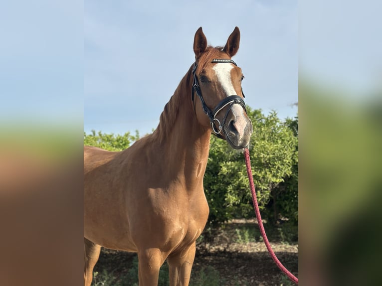 KWPN Croisé Hongre 4 Ans 166 cm Alezan in Els Poblets