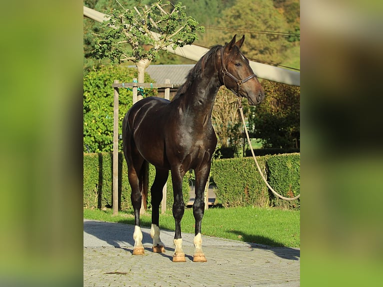 KWPN Hongre 4 Ans 166 cm Bai in Kamnik