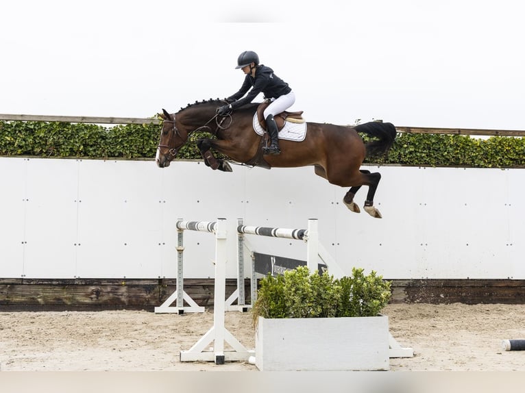 KWPN Hongre 4 Ans 166 cm Bai brun in Waddinxveen
