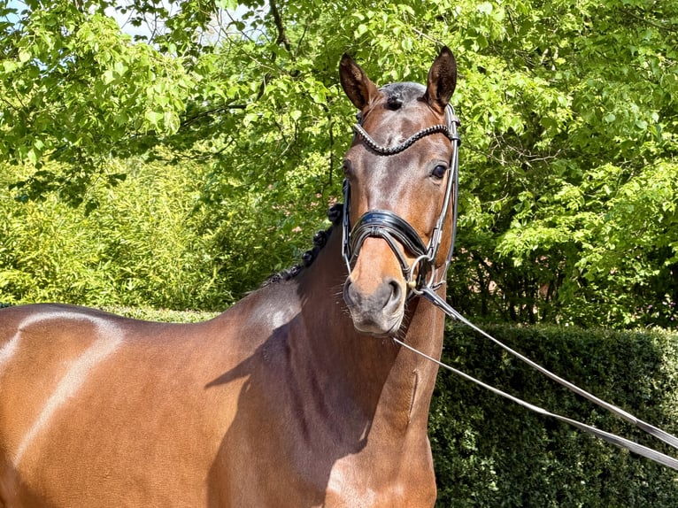 KWPN Hongre 4 Ans 166 cm Bai in Ochtrup