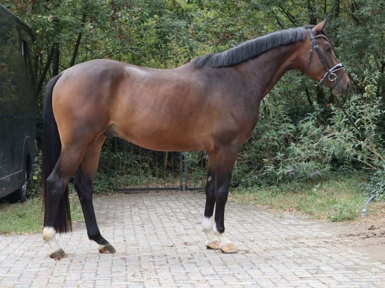 KWPN Hongre 4 Ans 166 cm Bai in Soest