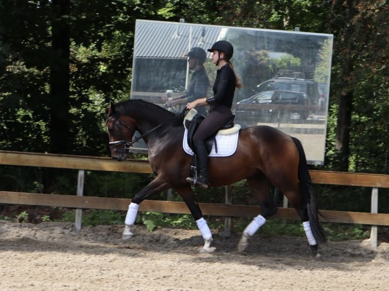 KWPN Hongre 4 Ans 166 cm Bai in Soest