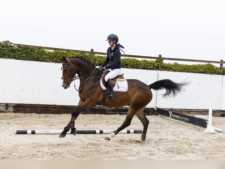 KWPN Hongre 4 Ans 166 cm Bai in Waddinxveen