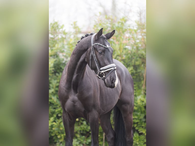 KWPN Hongre 4 Ans 166 cm Noir in Oosterhout