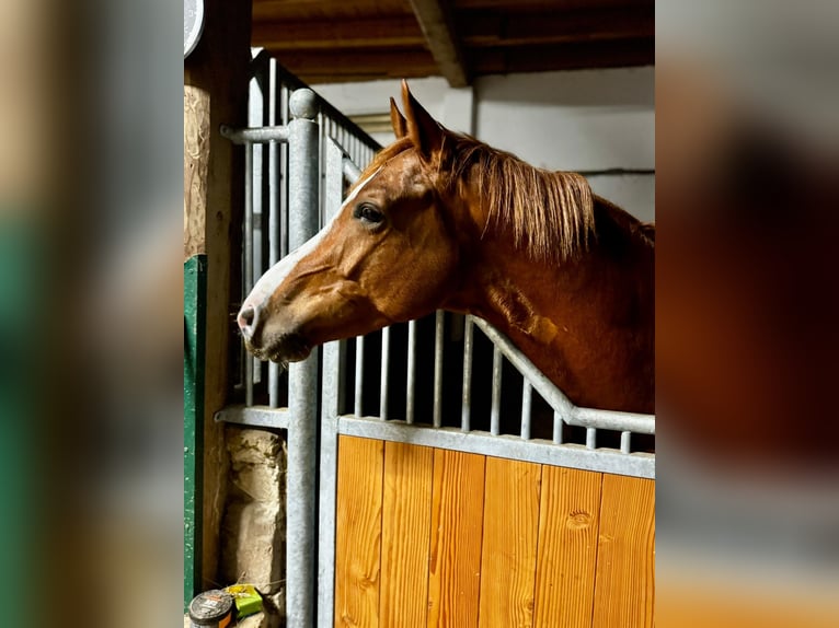 KWPN Hongre 4 Ans 167 cm Alezan in Cherbourg-en-Cotentin