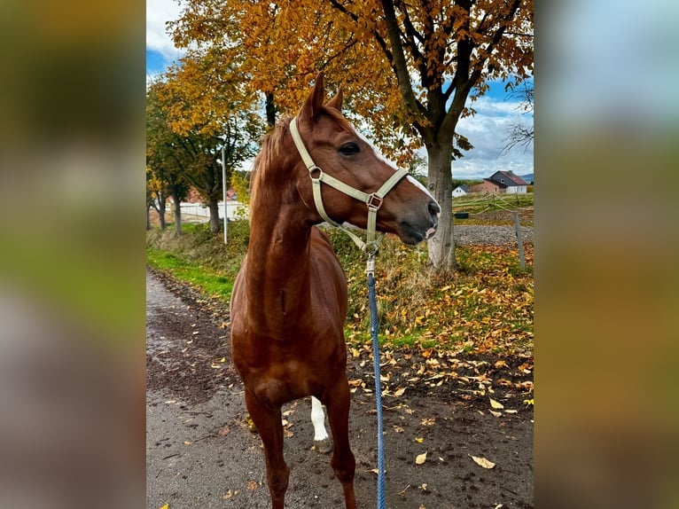 KWPN Hongre 4 Ans 167 cm Alezan in Cherbourg-en-Cotentin