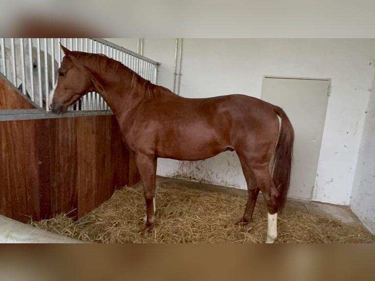 KWPN Hongre 4 Ans 167 cm Alezan in Cherbourg-en-Cotentin